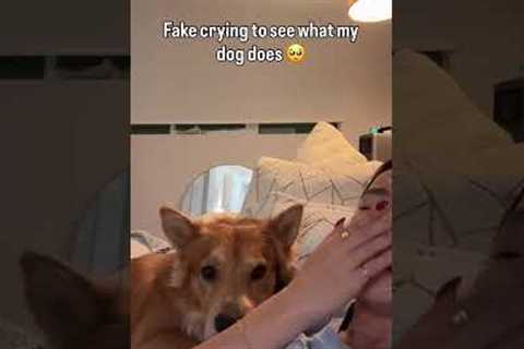 We don't deserve dogs 😭💕🥹  #Dog #DogMom #Cute #FakeCrying