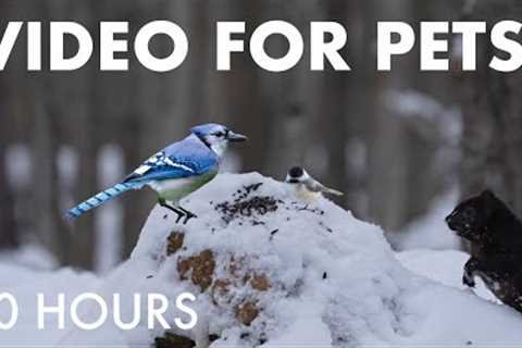 Cat TV for Pets to Watch 🐱 - 10 Hours of Boxing Day Birds and Squirrels in the Snow - Dec 26, 2025