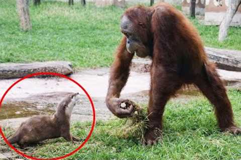 Try Not To Laugh When Animals Turn Into Comedians