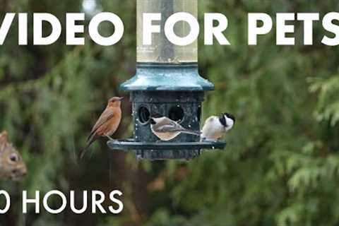 Saturday Morning Cartoons for Pets 🐱 - 10 Hours of Backyard Birds in the Snow - Dec 27, 2025