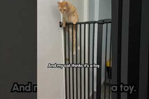 Clever Cat Easily Outsmarts Security Gate