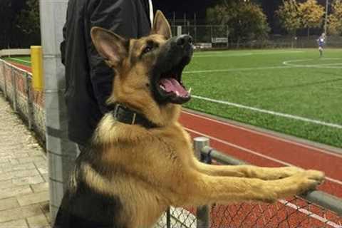 German Shepherds are the FUNNIEST DOGS in the Internet 😂 Funniest Dog Videos