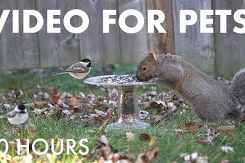 Cat TV for Pets to Watch 🐱 - 10 Hours of Jays, Cardinals, Squirrels and More! - Dec 28, 2025
