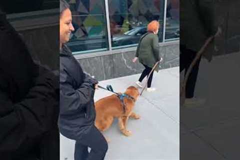 Golden Retriever Snatches Cane He Thinks Is A Stick From Woman!