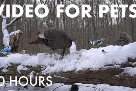 Wild Turkeys, Birds and Squirrels in the Snowy Forest - 10 Hour Cat TV for Pets - Dec 29, 2025