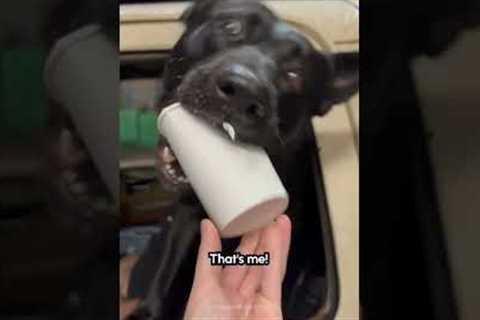 Excited Dog Grabs Pup Cup From Drive Thru Window