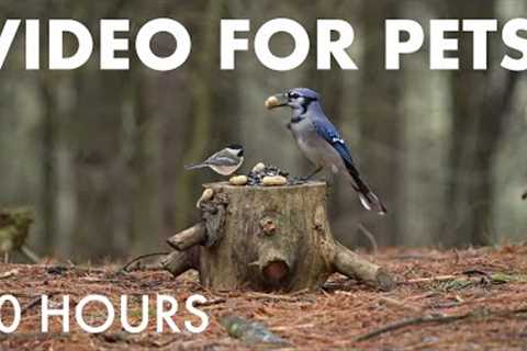 Relaxing Video for Pets and People - 10 Hours of Red Squirrels and Birds in the Snow - Dec 30, 2025