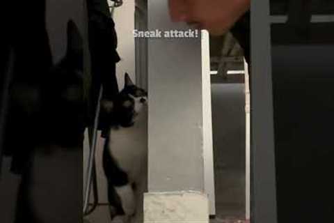 Adorable Cat Plays Hide-And-Seek With Dad! 😻