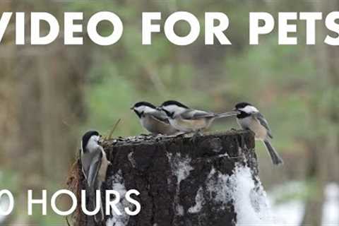 Cat TV for Pets to Watch 🐱 - 10 Hour New Year's Eve Party for Birds in the Forest - Dec 31, 2025