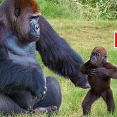 When Gorilla Deserves an Oscar for Best Comedian 🏆😂 Funny Animal Videos