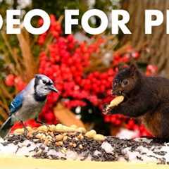 Happy New Years from Handsome Nature! - 10 Hours of Cat TV with Birds and Squirrels - Jan 01, 2026