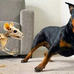 Overdramatic Dogs Who Deserve An Oscar 😁 New Funny Dog Videos