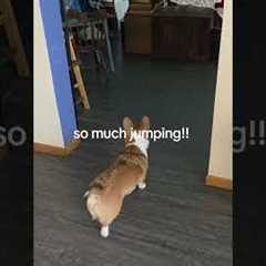 Baby. Goat. Zoomies. 🥹