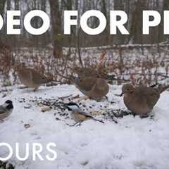 Cat TV for Pets to Watch 🐱 - Mourning Doves, Jays, Squirrels and Forest Friends - Jan 02, 2026