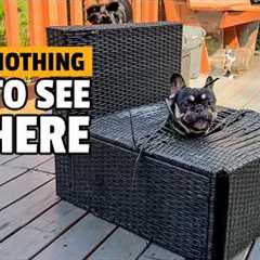 Animals Being Jerks! 💥 | Funniest Animal Videos Ever