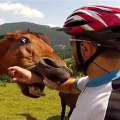 Exploring Crazy Animals Caught Doing Hilarious Things With Human🤣