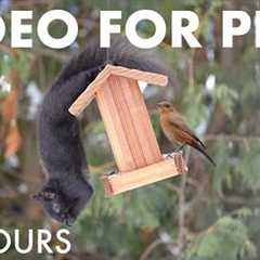 Saturday Morning Cartoons for Pets 🐱 - 10 Hours of Backyard Birds and Squirrels - Jan 03, 2026