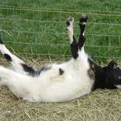 Funniest GOATS of the Year!
