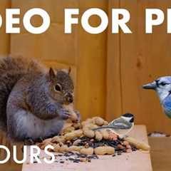 Relaxing Video for Pets and People 🐱 - 10 Hour Cat TV Squirrels in the Snow - Jan 04, 2026