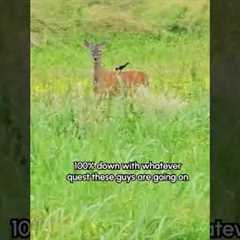 Tiny Bird Rides On The Back Of A Deer