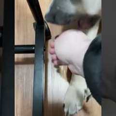 My Dog Makes It IMPOSSIBLE To Build Furniture