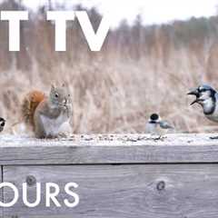 Cat TV for Pets to Watch 🐱 - 10 Hours of Birds and Squirrels in Falling Snow - Jan 06, 2026