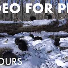 A Scurry of Squirrels in a Winter Wonderland - 10 Hour Cat TV for Pets to Watch 🐱 - Jan 07, 2026