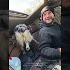 Dog Jumps Into Truck Through Sunroof!