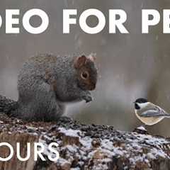 Cat TV for Pets to Watch 🐱  - 10 Hours of Forest Friends in Falling Snow ❄ - Jan 08, 2026