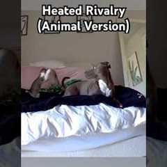 The cat is Ilia and the dog is Shane 🤣💥#pitbull #cat #HeatedRivalry #Netflix