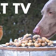 Saturday Morning Cartoons for Pets 🐱 - 10 Hours of Birds and Squirrels in the Snow - Jan 10, 2026