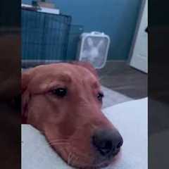 POV: your the ball while playing hungry hungry hippos #dog #funnydog