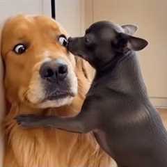 The Funniest Dog on the Planet 😂🐶 Funny Animal Video