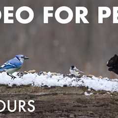 Cat TV for Pets to Watch 🐱 - 10 Hours of Birds and Squirrels in a Snowy Forest - Jan 11, 2026