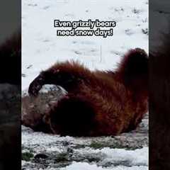 Grizzly Bear Loves Rolling Around In Snow