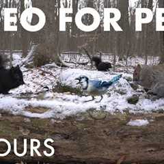 Woodpeckers, Jays, Squirrels and Forest Friends - 10 Hour Cat TV for Pets to Watch 🐱 - Jan 12, 2027