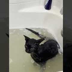 This messy kitten loves playing in the bath #Cats #BlackCat #CuteCat