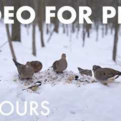 Cat TV for Pets to Watch 🐱 - Birds, Squirrels and Forest Friends in the Snow - Jan 13, 2026