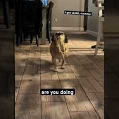Pug Trots Around House With Stolen Spaghetti