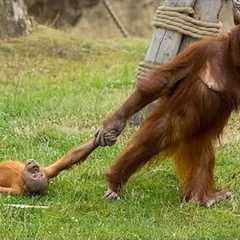 Animals Being Parent For The First Time 🤪 Funniest Animal Videos 2025