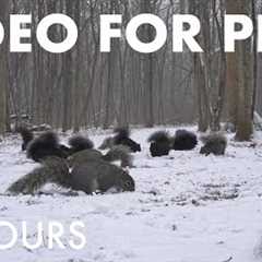 A Scurry of Squirrels and Beautiful Birds in a Blizzard - 10 hour Cat TV for Pets - Jan 14, 2026