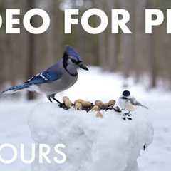 Blue Jays, Red Squirrels and Forest Friends in the Snow - 10 Hour Cat TV for Pets 🐱 - Jan 15, 2026