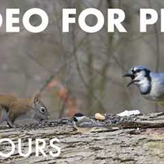 Cat TV for Pets to Watch 🐱 - 10 Hours of Red Squirrels, Birds and Forest Friends - Jan 16, 2026