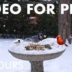 Blue Jays, Cardinals and Backyard Birds in the Snow - 10 Hour Cat TV for Pets 🐱 - Jan 17, 2026