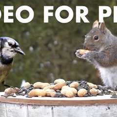 10 Hour Cat TV for Pets to Watch 🐱 - Backyard Birds and Squirrels in the Snow - Jan 18, 2026