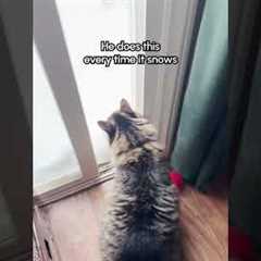 Cat Dashes Into Snowy Trees