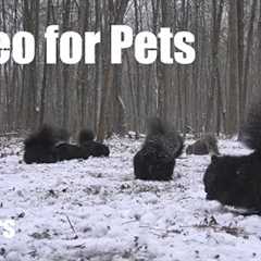 Cat TV for Pets to Watch 🐱 - Birds, Squirrels and Forest Friends in a Snow Storm - Jan 19, 2026