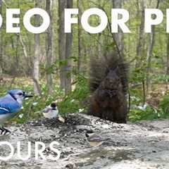 Cat TV for Pets to Watch 🐱 - 10 Hours of Summer Clips to Cure Winter Blues - Jan 20, 2026