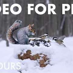 Cat TV for Pets to Watch 🐱 - Birds, Squirrels and Forest Friends in Snowfall - Jan 21, 2026