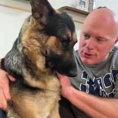 When Your German Shepherd Dog Acts Like You Ruined the Relationship! 😂